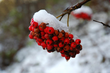 20 ASH TREE Mountain / Amur / Rowan - Sorbus Aucuparia Seeds